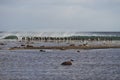 Gentoo Penguins head to sea Royalty Free Stock Photo