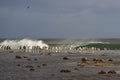 Gentoo Penguins head to sea Royalty Free Stock Photo