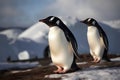 Gentoo penguins on the ice floe. 3d render