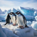 Gentoo penguins on iceberg in Antarctica, Chinstrap penguins nearby
