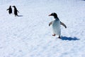 Gentoo Penguins on an iceberg Royalty Free Stock Photo