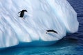 Gentoo Penguins jumping from an iceberg