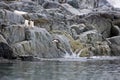 Gentoo penguins jumping into the ocean in Antarctica