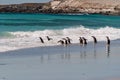 Gentoo Penguins jumping into ocean on Volunteer Beach, Falklands, UK