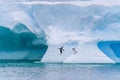 Gentoo Penguins jumping out of the Southern Ocean onto a large iceberg, cold snowy day, Antarctica Royalty Free Stock Photo