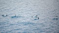 Penguins jumping outside the sea in Antarctica near Paulet Island