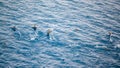 Gentoo penguins jumping outside the sea in Antarctica near Paulet Island