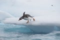Gentoo Penguins jumping to the water from ice Royalty Free Stock Photo