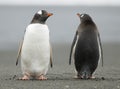 Gentoo Penguins keeping watch Royalty Free Stock Photo