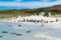 Gentoo penguins and magellan penguins swimming in blue sea or standing on white beach on Carcass Islands, Falkland Islands