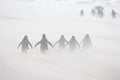 Gentoo penguins marching through blowing snow