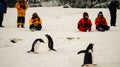 Gentoo penguins meeting people in Antarctica on Cuverville Island.