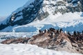 Gentoo penguins near the mountain Royalty Free Stock Photo