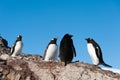Gentoo penguins near the mountain Royalty Free Stock Photo