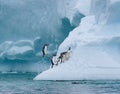 Gentoo penguins playing on a large snow covered iceberg, penguins jumping out of the water onto the iceberg, snowy day and blue ic Royalty Free Stock Photo