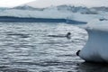 Gentoo penguins porpoising in Antarctica