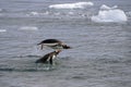 Gentoo penguins porpoising through the water, Neko Harbour, Antarctica