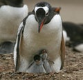 Gentoo penguins (Pygoscelis papua) Royalty Free Stock Photo