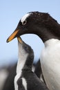 Gentoo penguins (Pygoscelis papua)