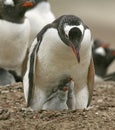 Gentoo penguins (Pygoscelis papua)