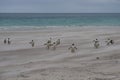 Gentoo Penguins on Saunders Island in the Falkland Islands. Royalty Free Stock Photo