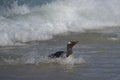 Gentoo Penguins coming ashore on Bleaker Island Royalty Free Stock Photo