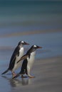 Gentoo Penguins coming ashore on Bleaker Island Royalty Free Stock Photo