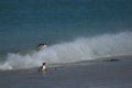 Gentoo Penguins coming ashore on Bleaker Island Royalty Free Stock Photo