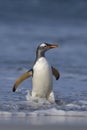 Gentoo Penguins coming ashore in the Falkland Islands Royalty Free Stock Photo