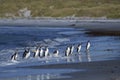 Gentoo Penguins coming ashore on Sea Lion Island Royalty Free Stock Photo