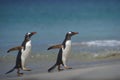 Gentoo Penguins coming ashore on Bleaker Island in the Falkland Islands Royalty Free Stock Photo