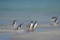 Gentoo Penguins coming ashore on Bleaker Island in the Falkland Islands Royalty Free Stock Photo