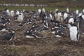 Gentoo Penguins Pygoscelis papua - Falkland Islands Royalty Free Stock Photo