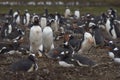 Gentoo Penguins Pygoscelis papua - Falkland Islands Royalty Free Stock Photo