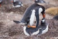 Gentoo Penguins (Pygoscelis papua) mating. Royalty Free Stock Photo