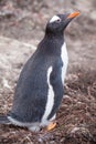 Gentoo Penguins (Pygoscelis papua) on nest with egg Royalty Free Stock Photo