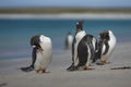 Gentoo Penguins on Bleaker Island in the Falkland Islands Royalty Free Stock Photo