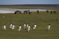 Gentoo Penguins on Bleaker Island in the Falkland Islands Royalty Free Stock Photo