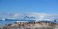 Gentoo penguins - Pygoscelis papua - on rocks, beautiful icebergs, snow on mountains, Cuverville, Antarctica