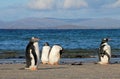 Gentoo penguins, Pygoscelis Papua, Saunders, Falkland Islands Royalty Free Stock Photo
