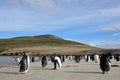 Gentoo penguins, Pygoscelis Papua, Saunders, Falkland Islands Royalty Free Stock Photo