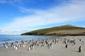 Gentoo penguins, Pygoscelis Papua, Saunders, Falkland Islands Royalty Free Stock Photo