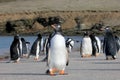 Gentoo penguins, Pygoscelis Papua, Saunders, Falkland Islands Royalty Free Stock Photo