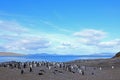 Gentoo penguins, Pygoscelis Papua, Saunders, Falkland Islands Royalty Free Stock Photo