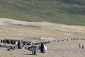 Gentoo penguins, Pygoscelis Papua, Saunders, Falkland Islands Royalty Free Stock Photo