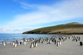 Gentoo penguins, Pygoscelis Papua, Saunders, Falkland Islands Royalty Free Stock Photo