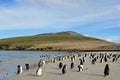 Gentoo penguins, Pygoscelis Papua, Saunders, Falkland Islands Royalty Free Stock Photo