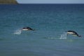 Gentoo Penguins swimming off Bleaker Island in the Falkland Islands