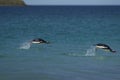 Gentoo Penguins swimming off Bleaker Island in the Falkland Islands Royalty Free Stock Photo