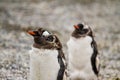 Gentoo penguins,Pygoscelis papua, walking on rocky gravel beach Royalty Free Stock Photo